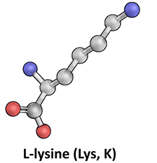 L-Lysine