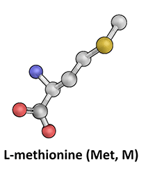 L-Methionine