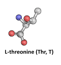 L-Threonine (Thr, T)