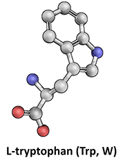 L-Tryptophan