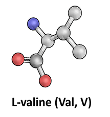 L-Valine