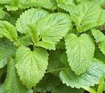 Lemon Balm Extract
