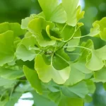 GinkgoBiloba 1