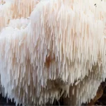 Lion’s Mane Mushroom 1