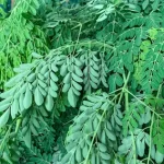 Moringa (1)